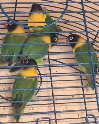animali