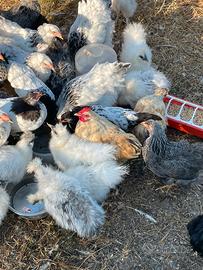 Galline Brahama ecc
