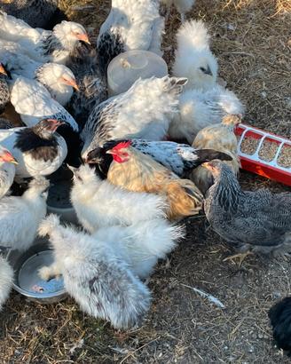 Galline Brahama ecc