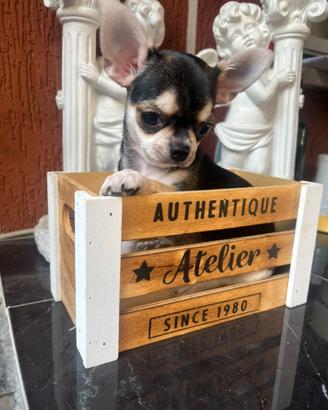 Chihuahua