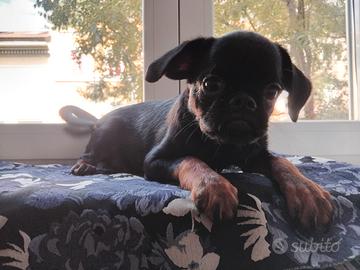 Cuccioli di Brabantino