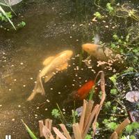 Carpe koi butterfly