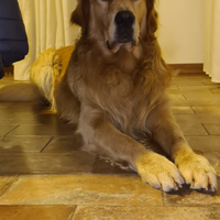 Golden Retriever per monta