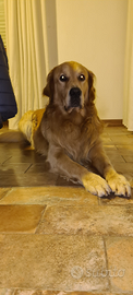 Golden Retriever per monta