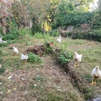Galline e uova