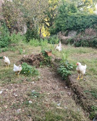 Galline e uova
