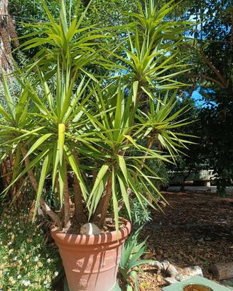 3 piante yucca con vasi