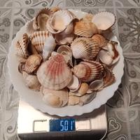 Conchiglie vere, pulite e senza odori