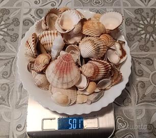 Conchiglie vere, pulite e senza odori