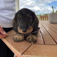 Ultimo cucciolo bassotto pelo duro disponibile