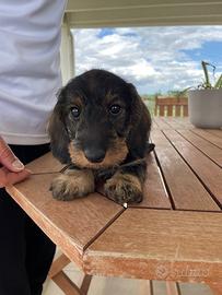 Ultimo cucciolo bassotto pelo duro disponibile
