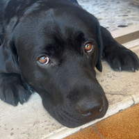 Labrador monta