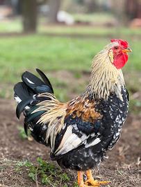 Gallo ornamentale