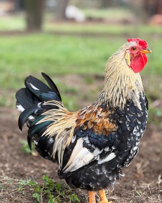 Gallo ornamentale