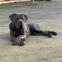 Cane corso maschio