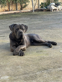 Cane corso maschio