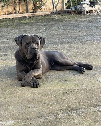 Cane corso maschio