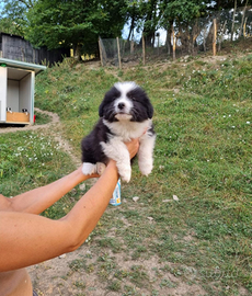 Cuccioli border collie disponibili