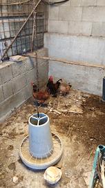 galline ornamentali