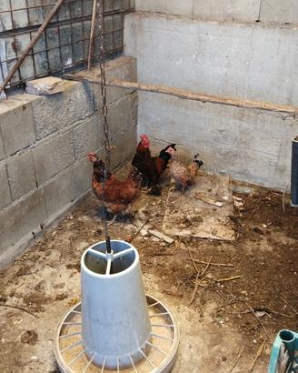 galline ornamentali