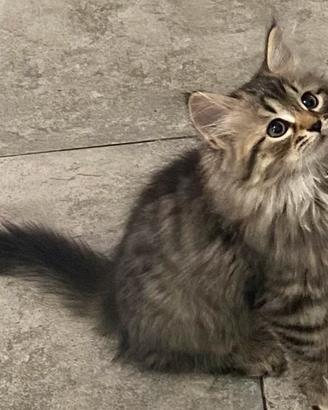 Cucciolo di Siberiano