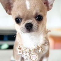 CHIHUAHUA TOY CUCCIOLI DISPONIBILI pag. in 12 mesi