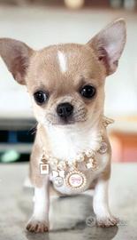 CHIHUAHUA TOY CUCCIOLI DISPONIBILI pag. in 12 mesi