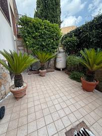 Piante Cycas adulte con vaso – Belle e Rigogliose