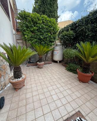 Piante Cycas adulte con vaso – Belle e Rigogliose