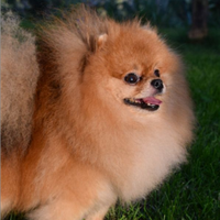 Maschietto di Pomerania per monta
