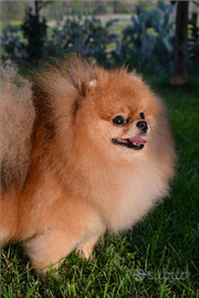 Maschietto di Pomerania per monta