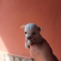 Cuccioli Chihuahua