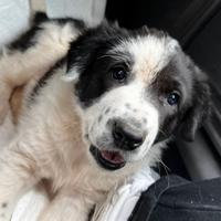 Lola cucciola taglia grande