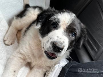 Lola cucciola taglia grande