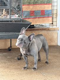Bulldog francese