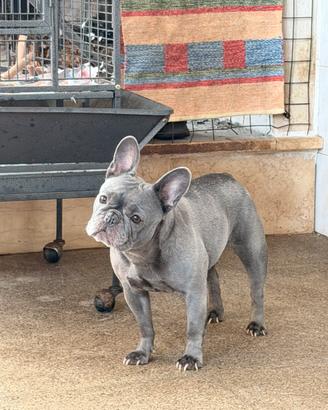 Bulldog francese