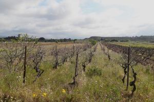 Is Ammostus, Terreno regolare fronte Strada