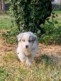 Cuccioli pastore australiano