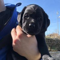 Cuccioli labrador con pedigree