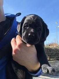 Cuccioli labrador con pedigree