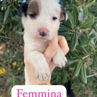 Regalasi cuccioli