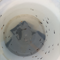 Medaka nati all'esterno 1 e 2