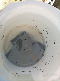 Medaka nati all'esterno 1 e 2