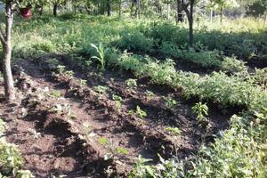 Terreno Agricolo con Deposito accatastato