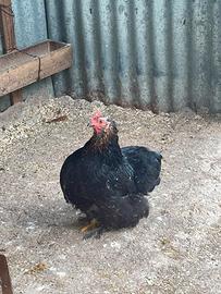 Cocincine millefiori e nere picchiettate