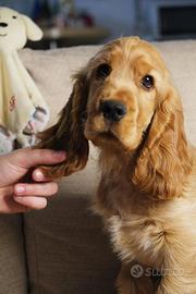 Cucciolo di cocker spaniel inglese con pedigree