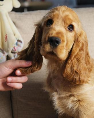 Cucciolo di cocker spaniel inglese con pedigree