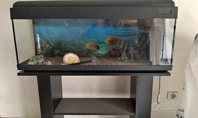 Acquario