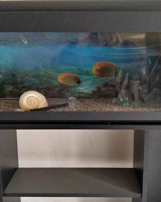 Acquario