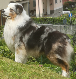 PASTORE AUSTRALIANO BLUE MERLE , per MONTE